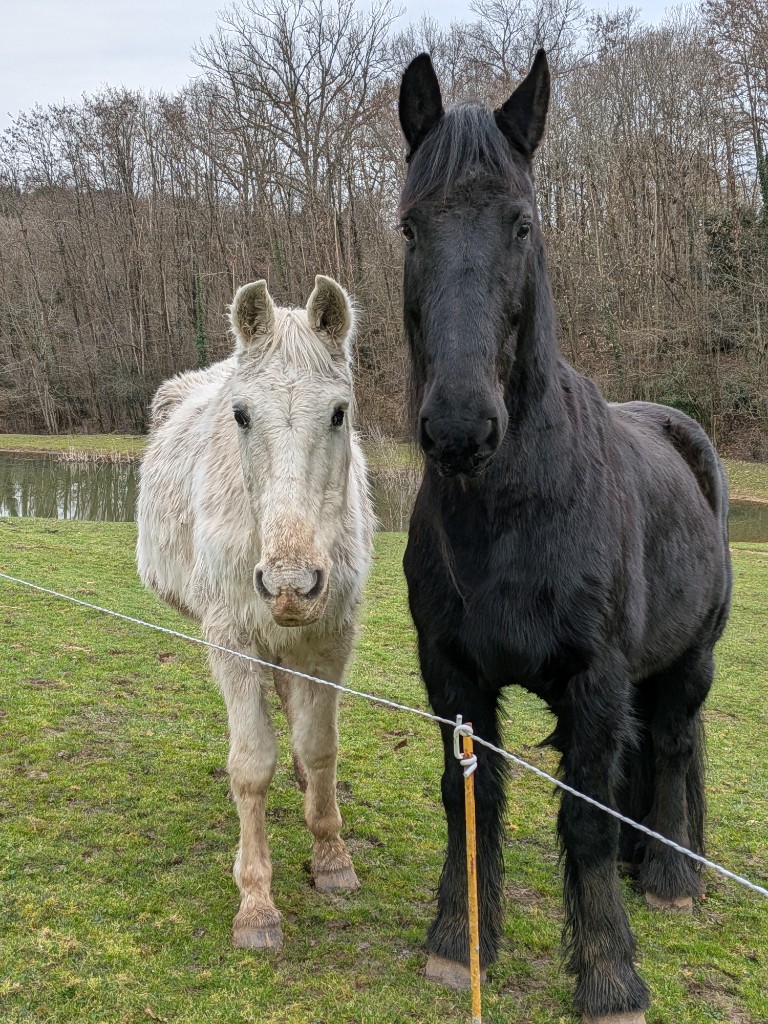 Les deux chevaux du domaine