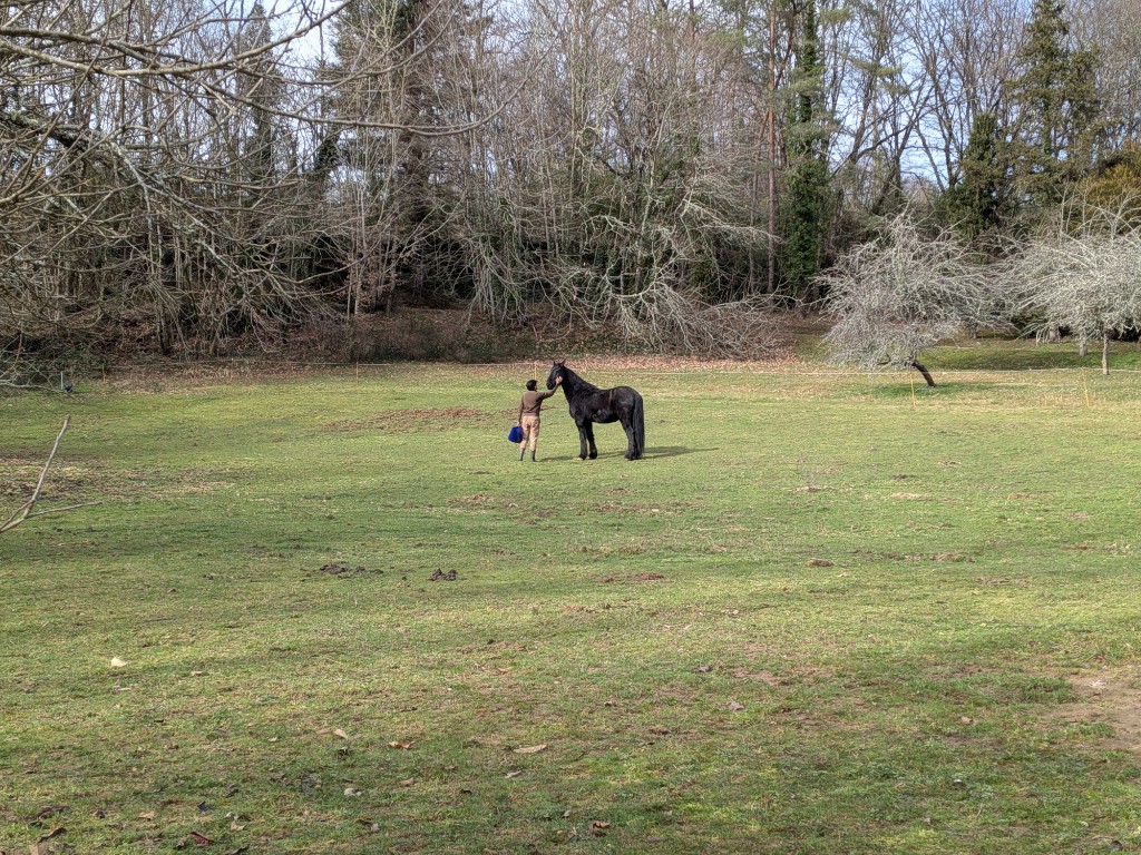 Cheval dans la grande prairie